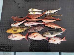 東京湾探釣隊ぼっち 釣果