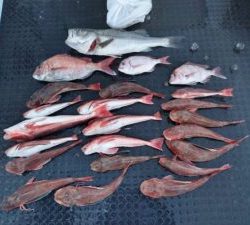 東京湾探釣隊ぼっち 釣果