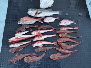 東京湾探釣隊ぼっち 釣果