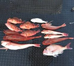 東京湾探釣隊ぼっち 釣果