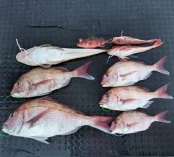 東京湾探釣隊ぼっち 釣果