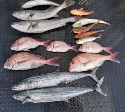 東京湾探釣隊ぼっち 釣果