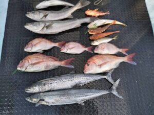 東京湾探釣隊ぼっち 釣果