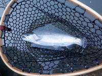 秩父フライフィールド 釣果