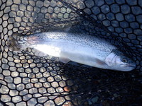 秩父フライフィールド 釣果