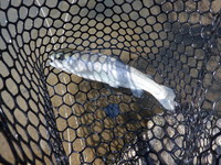 秩父フライフィールド 釣果