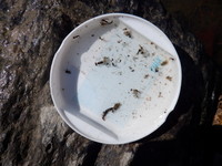 秩父フライフィールド 釣果