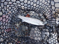 秩父フライフィールド 釣果