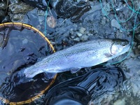 秩父フライフィールド 釣果