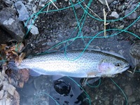秩父フライフィールド 釣果