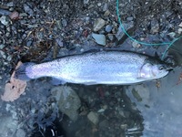 秩父フライフィールド 釣果