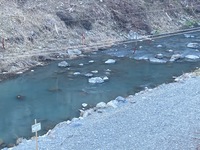 秩父フライフィールド 釣果