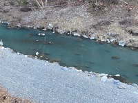 秩父フライフィールド 釣果