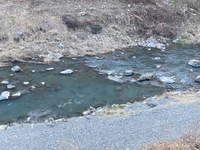 秩父フライフィールド 釣果