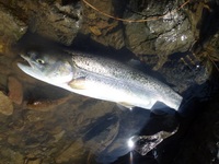 秩父フライフィールド 釣果