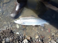 秩父フライフィールド 釣果