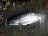 秩父フライフィールド 釣果