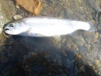 秩父フライフィールド 釣果