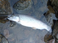 秩父フライフィールド 釣果