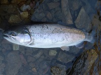 秩父フライフィールド 釣果