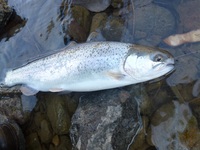 秩父フライフィールド 釣果