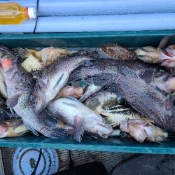 小樽港遊漁船SHAKE 釣果