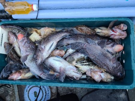 小樽港遊漁船ＳＨＡＫＥ 釣果