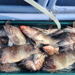 小樽港遊漁船ＳＨＡＫＥ 釣果