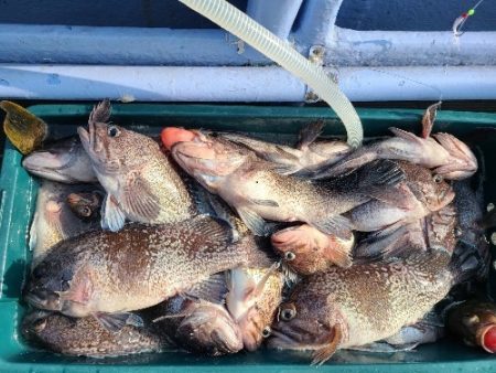 小樽港遊漁船ＳＨＡＫＥ 釣果