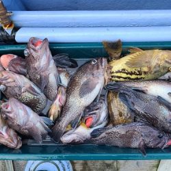 小樽港遊漁船ＳＨＡＫＥ 釣果