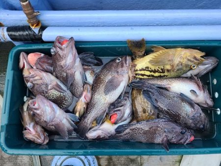 小樽港遊漁船ＳＨＡＫＥ 釣果