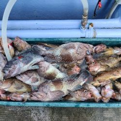 小樽港遊漁船SHAKE 釣果