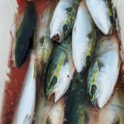 LUSTER『ラスター』 釣果