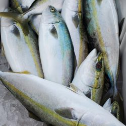 LUSTER『ラスター』 釣果