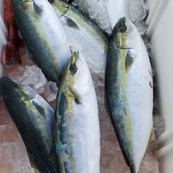 LUSTER『ラスター』 釣果