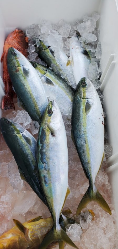 LUSTER『ラスター』 釣果