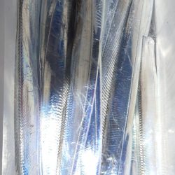 シースナイパー海龍 釣果