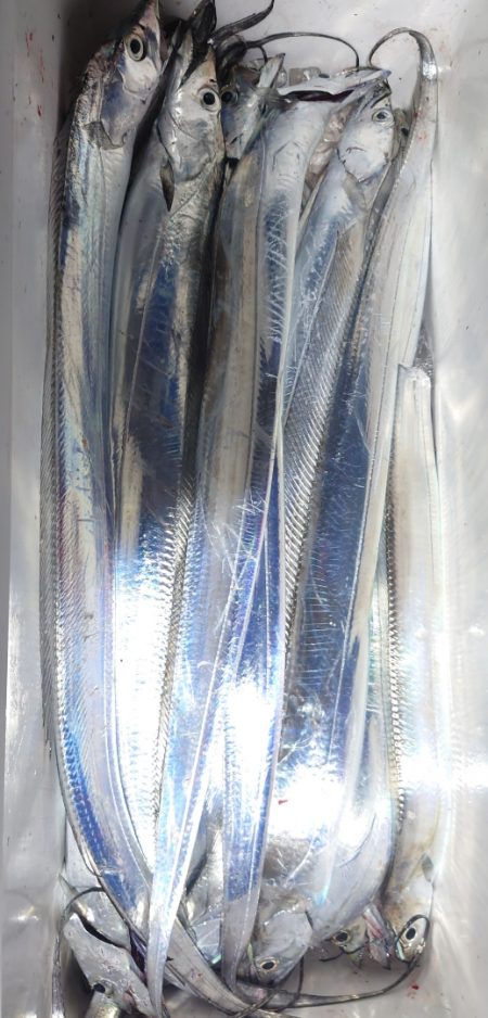 シースナイパー海龍 釣果