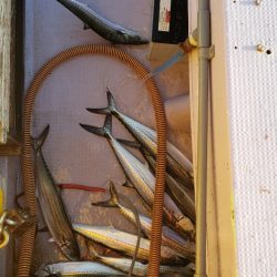 海龍丸（石川） 釣果