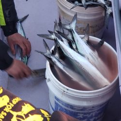 海龍丸（石川） 釣果