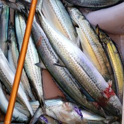 海龍丸（石川） 釣果