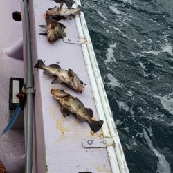 海龍丸（石川） 釣果