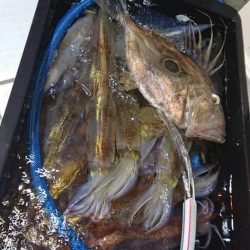 アマテラス 釣果