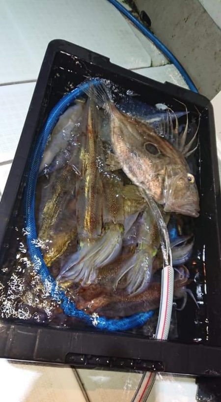 アマテラス 釣果