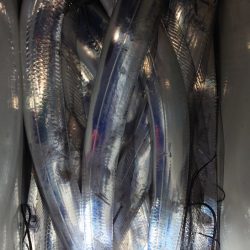 シースナイパー海龍 釣果