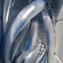 シースナイパー海龍 釣果