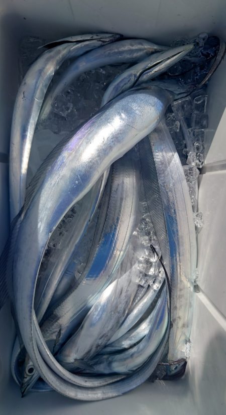 シースナイパー海龍 釣果