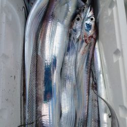 シースナイパー海龍 釣果