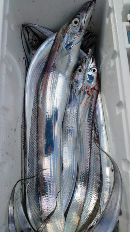 シースナイパー海龍 釣果