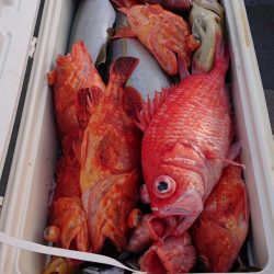 海皇丸 釣果